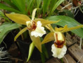 Coelogyne lawrenceana